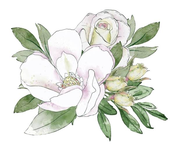 ilustrações, clipart, desenhos animados e ícones de aquarela composição botânica de flores brancas. rosas, magnólies e botões com vegetação. - bouquet rose peony rosé