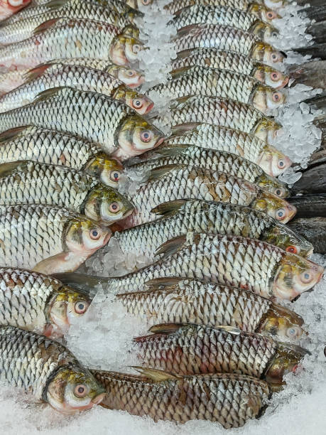 istock Fresh fish laid out on ice trays . 1425801002