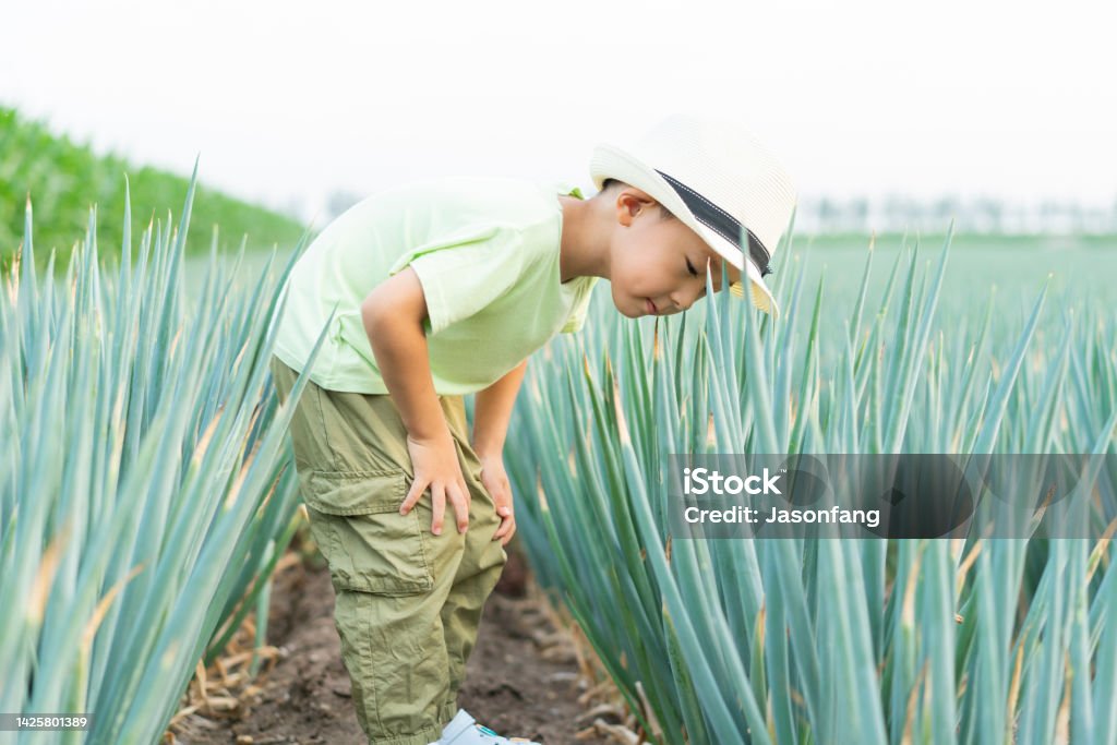 A Chinese baby A baby standing on a green scallion farmland 4-5 Years Stock Photo