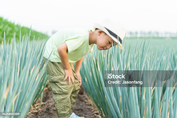 A Chinese Baby Stock Photo - Download Image Now - 4-5 Years, Agricultural Activity, Agricultural Field