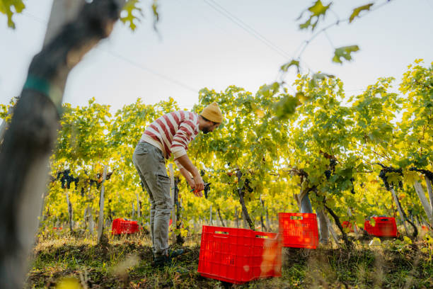 istock Man harvesting wine grapes in the vineyard 1425802977