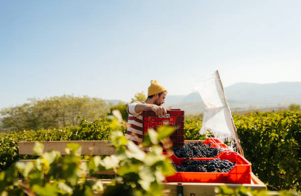 imballaggio delle uve raccolte - winemaking grape harvesting crop foto e immagini stock