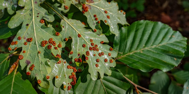 istock Sick oak leaves in a mountain forest on a rainy day 1425803574