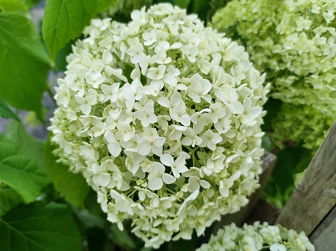White flowerhead of Hydrangea 'Annabelle' with green leaves