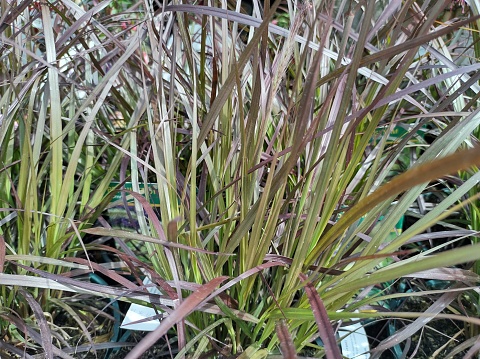 Close-up of green-bronze or purple leaves of Pennisetum 'Summer Samba' aka Fountain Grass