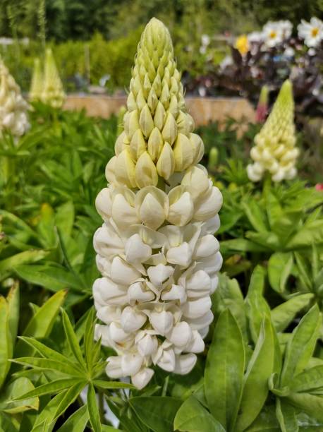 istock Lupinus 'Polar Princess' 1425803714