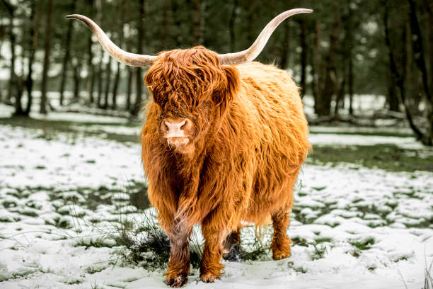 istock Scottish Highlander cattle in the snow during in a forest 1425806865