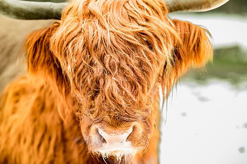 Portrait of a Scottish Highland cattle in the snow during an early springtime day in a forest. The Scottish Highlanders are used in the nature conservation of the Veluwe to ensure that heather areas do not grow densely.