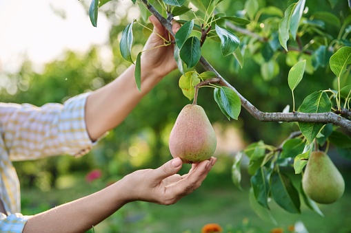 Close-up of woman hand touching green ripe pear on tree branch in garden. Gardening, farming, agriculture, growing healthy organic eco food concept