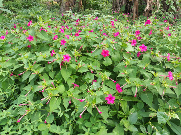 istock Marvel-of-Peru photo Plant 1425809197