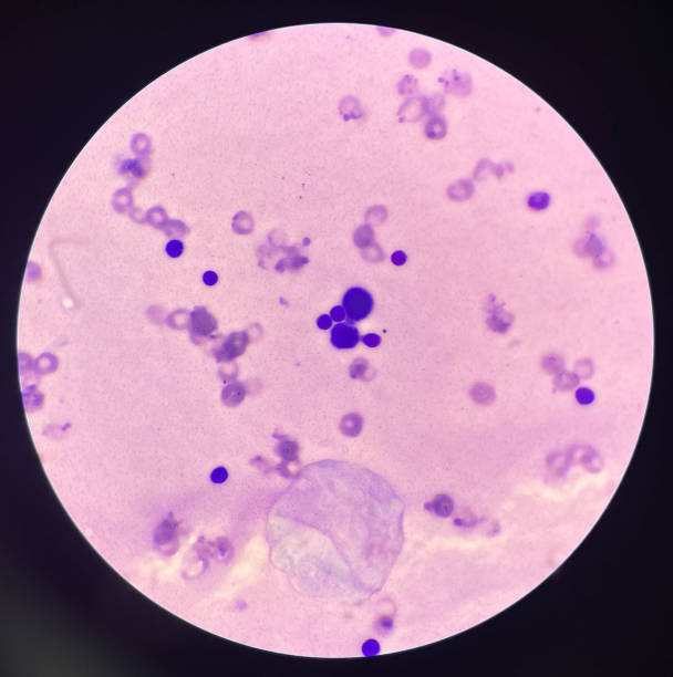 260 Mitotic Photos Stock Photos Pictures Royalty Biology Diagrams