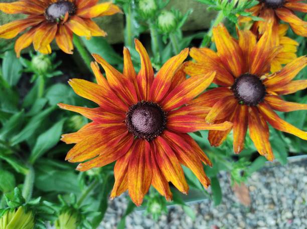 istock Rudbeckia 'Summerina Orange' 1425814118