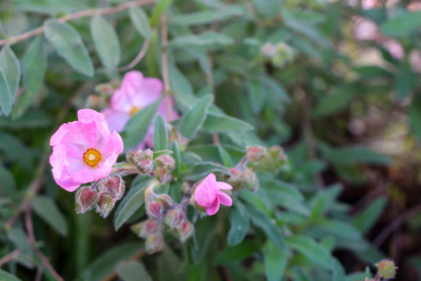 istock pink rock rose cistus flowers 1425814597