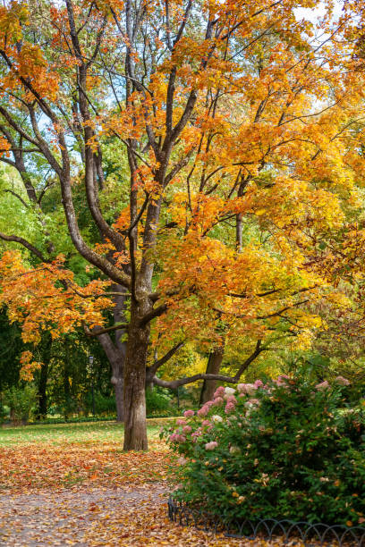 istock Beautiful old tree in autumn colors 1425815062