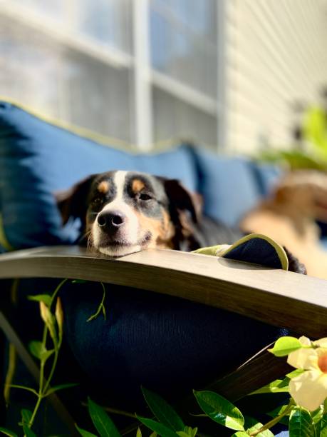 An Australian Shepherd dog resting his head on the arm of a blue outdoor sofa