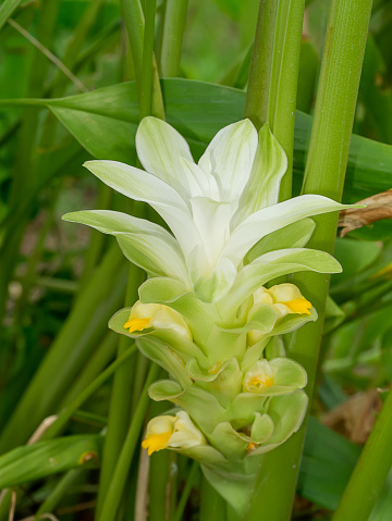 Close up Turmaric flower with blur background. (Scietific name Curcuma longa)