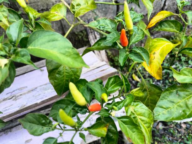 istock spicy chili that is planted 1425817143