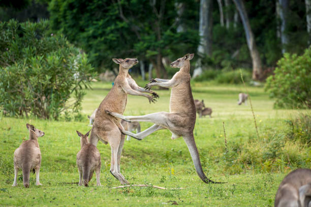 Knagaroo mid kick to another male kangaroo fight for dominance stock photo