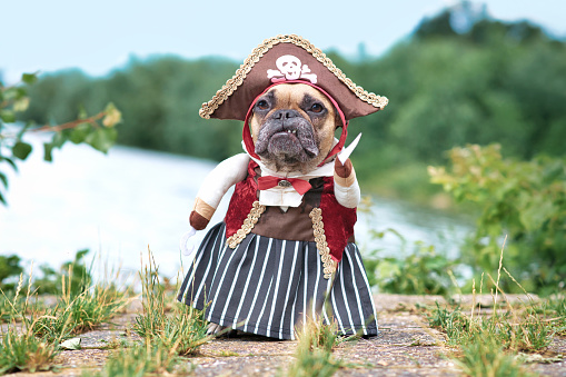Divertido perro Bulldog Francés vestido con disfraz de novia pirata photo