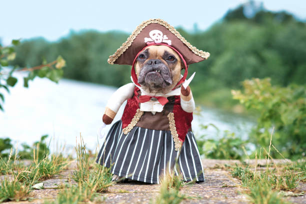 海賊の花嫁の衣装でドレスアップ面白いフレンチブルドッグ犬 - young animales ストックフォトと画像