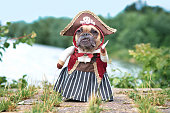 Funny French Bulldog dog  dressed up with pirate bride costume