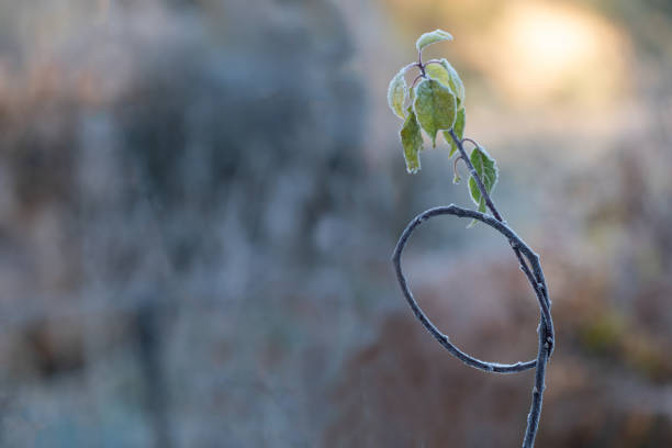 The branch of a young tree has been bent until it makes a knot, its leaves are frozen by the cold