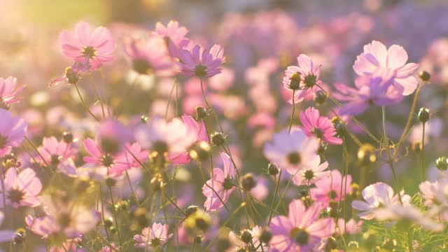 Pink cosmos flowers swaying in wind in sunset