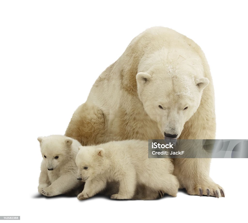 Ours polaire avec petits.  Isolé sur blanc - Photo de Ours polaire libre de droits