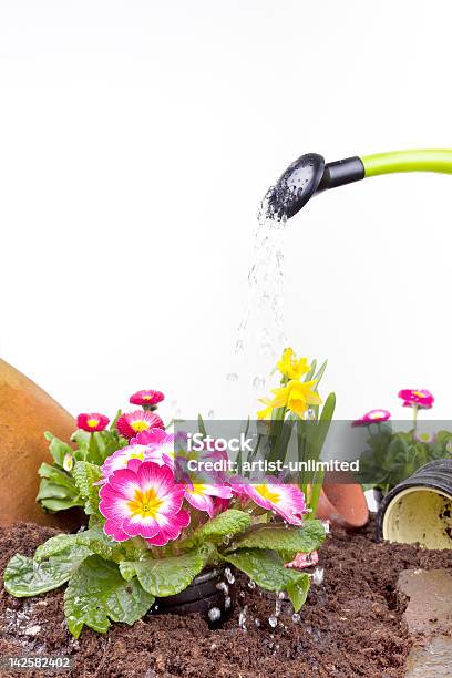 Foto de Jardinagem e mais fotos de stock de Barro - Barro, Bulbo, Canteiro de Flores