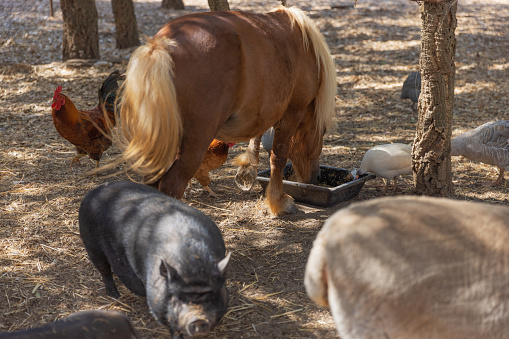 Multiple types of animals to eat on the farm.