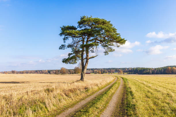 istock Single pine tree by a dirt road in the countryside 1425825155
