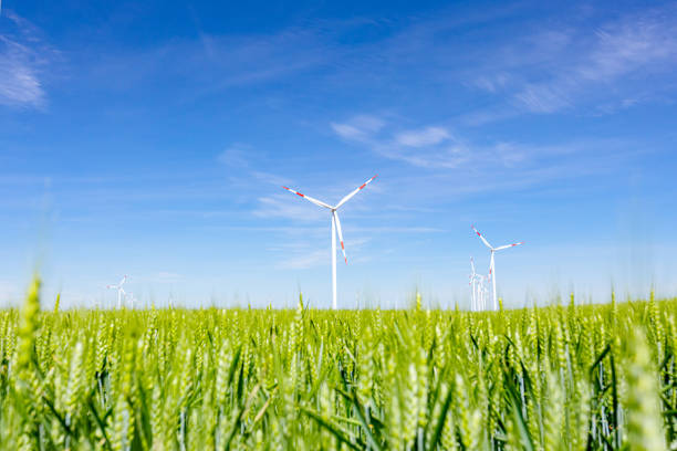 Young green wheat in front of few large wind power turbines as standing among agricultural fields, generating clean, green renewable electrical energy.