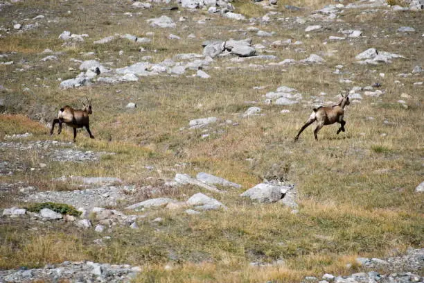The chamois grazing in the Gran Paradiso park