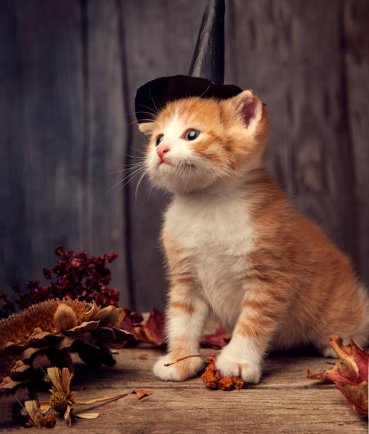 istock halloween pumpkin jack-o-lantern and ginger kitten on black wood background 1425826577