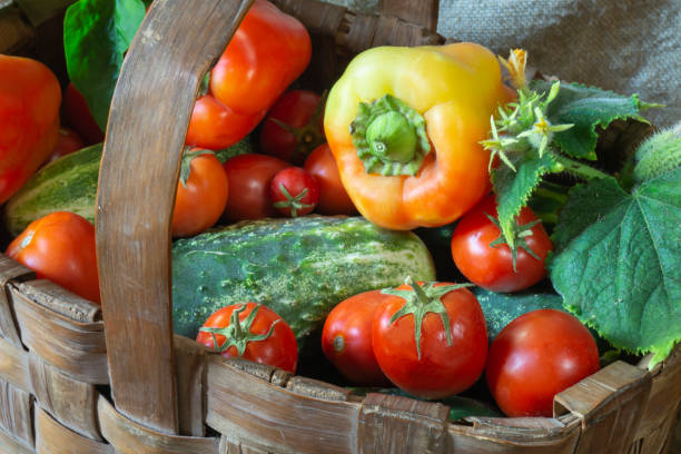 A group of vegetables in a wooden basket in autumn. Ripe products in the basket after harvesting