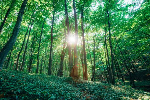 istock autumn forest trees. nature green wood sunlight backgrounds. 1425827770