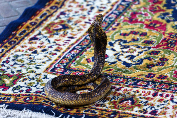 small cobra on a carpet - snake cobra egyptian cobra poisonous organism imagens e fotografias de stock