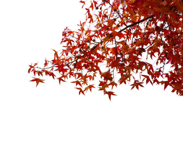 Branches with  colorful autumn leaves with water drops  isolated on white background.  Selective focus. American Sweetgum