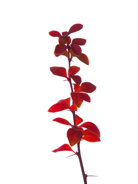 ramita pequeña con hojas rojas de otoño de berberis thunbergii aisladas sobre blanco. - agracejo rojo fotografías e imágenes de stock