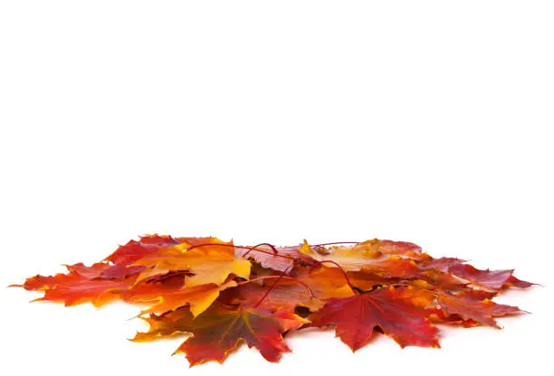 Photo of Heap of colorful Maple leaves isolated on white background