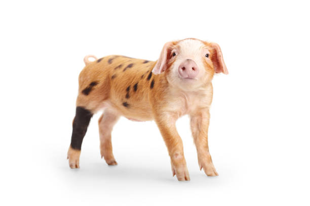 istock Studio shot of a little orange piglet with black dots 1425830826