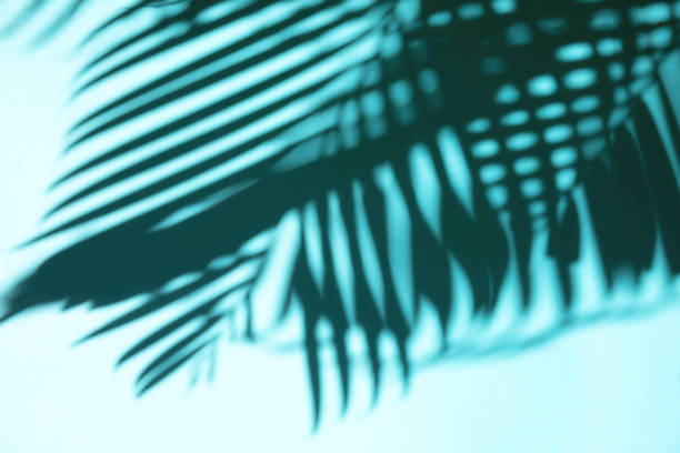 istock Top view of bright tropical palm leave shadow on mint background 1425837436