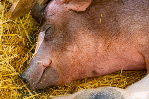 A pig sleeps in the hay on an animal farm.