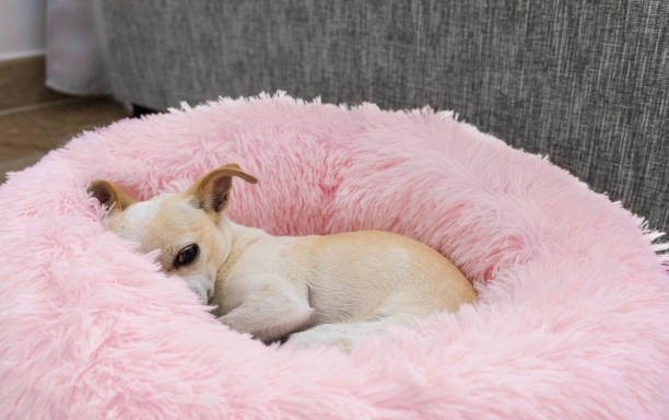 istock chihuahua dog having a nap 1425840797