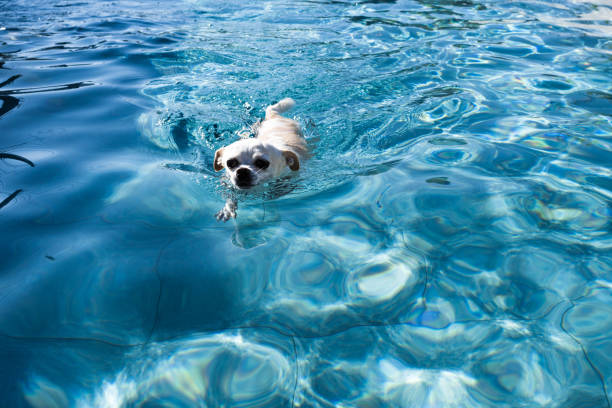 istock chihuahua swimming in the pool 1425840843