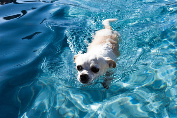 istock chihuahua swimming in the pool 1425841277