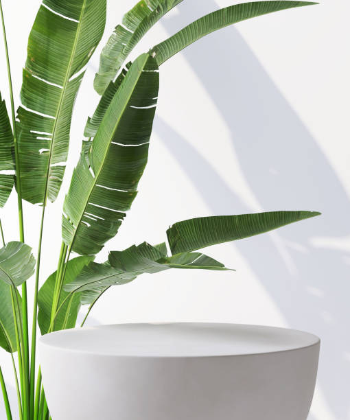 istock Round white cylinder pedestal table podium with tropical palm tree leaves on white wall background 1425841997