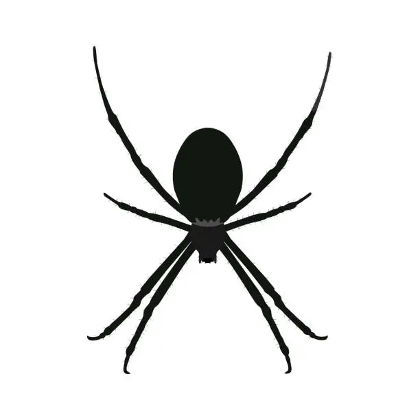 Vector illustration of Black spider isolated on white background.Spider icon.Element for Halloween design.Vector illustration