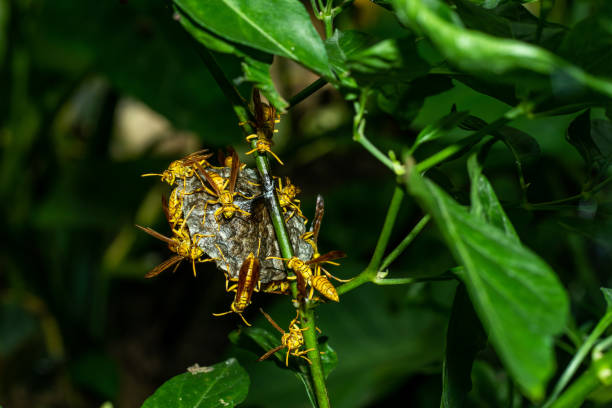 istock A wasp nest is made from chewed wood distinctive papery walls 1425842201