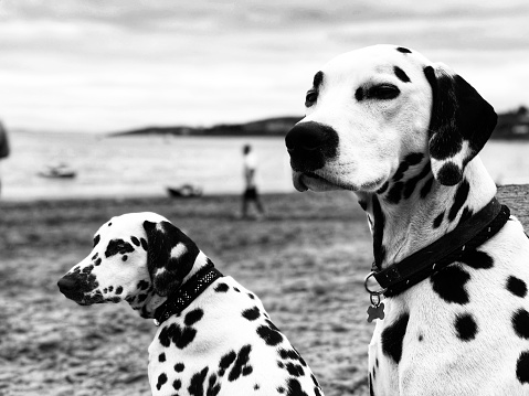 Dalmatians at the beach